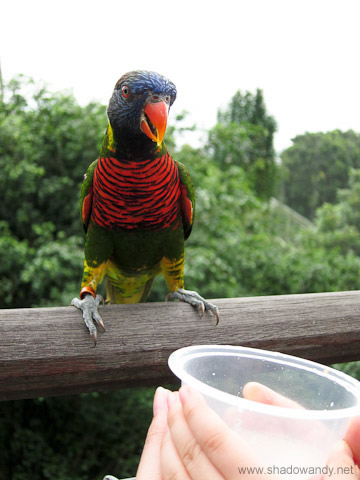 Lovely Lory at Jurong Bird Park Lovely Lory at Jurong Bird Park